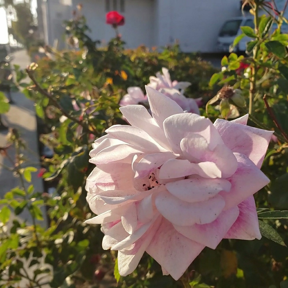 Meet your Posher, Ally